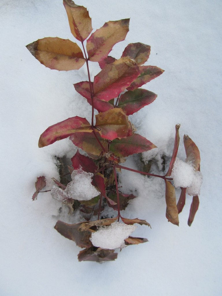 Виталий Сивоконь | Херсон
