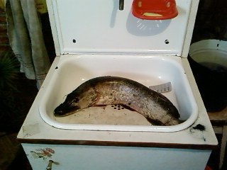 Андрей Шуляк | Киев