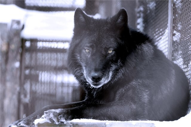 Ваган Шахназарян | Великий Новгород