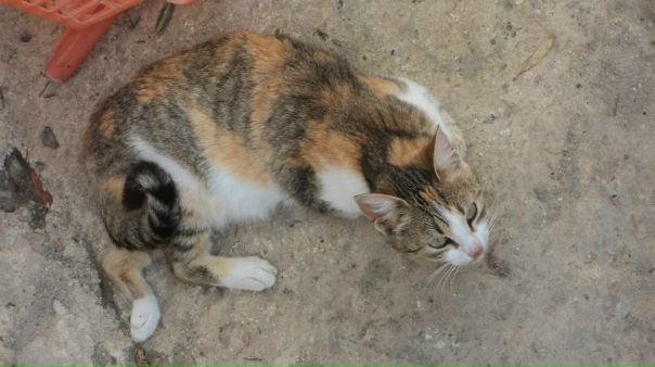 №63, Hamza Methanni, Омск №63, Hamza Methanni, Омск