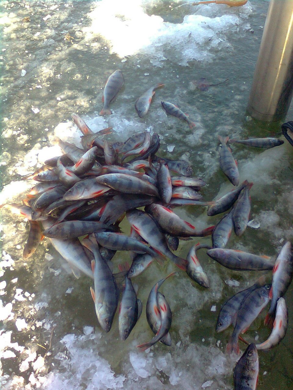 Виктор Шадрин | Днепр (Днепропетровск)