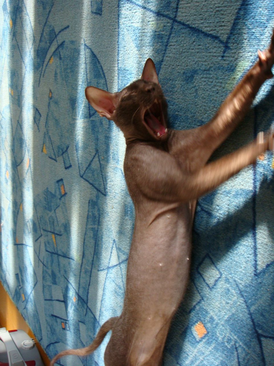 Оля Рембург уже не | Великий Новгород