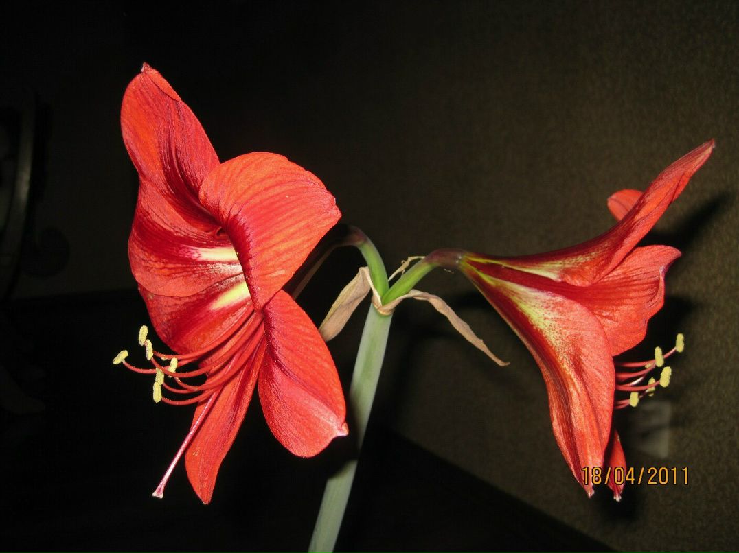 Марина Кириченко | Городище