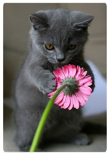 №168, Ира Шевелева, Вологда №168, Ира Шевелева, Вологда