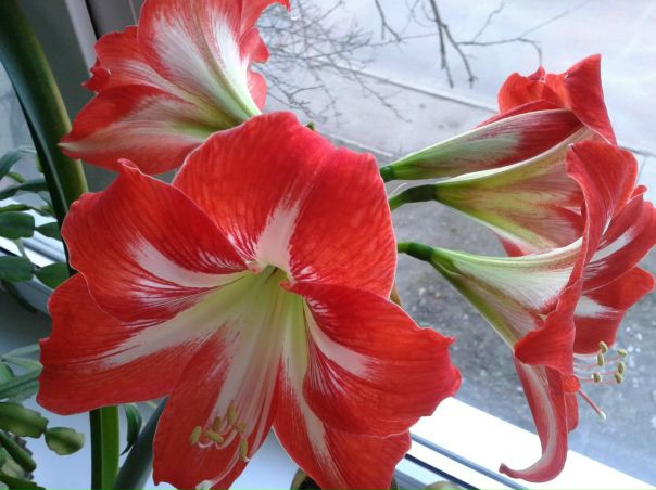 №3, Борис Руденко, Краматорск №3, Борис Руденко, Краматорск