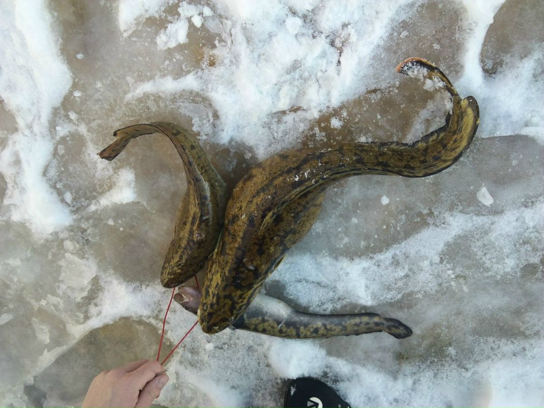 Александр Тихомиров | Рыбинск