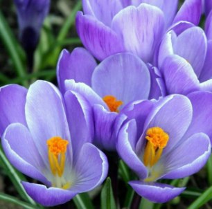 №111, Юлия Пугачева, Singapore №111, Юлия Пугачева, Singapore