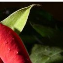 №42, Аня Шулянова, Беломорск №42, Аня Шулянова, Беломорск