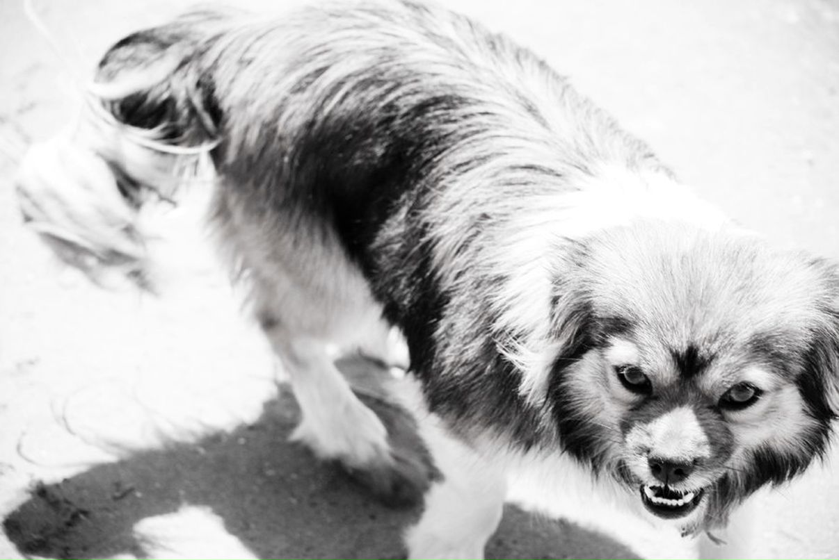 Mikhail Chipurnoi | Москва