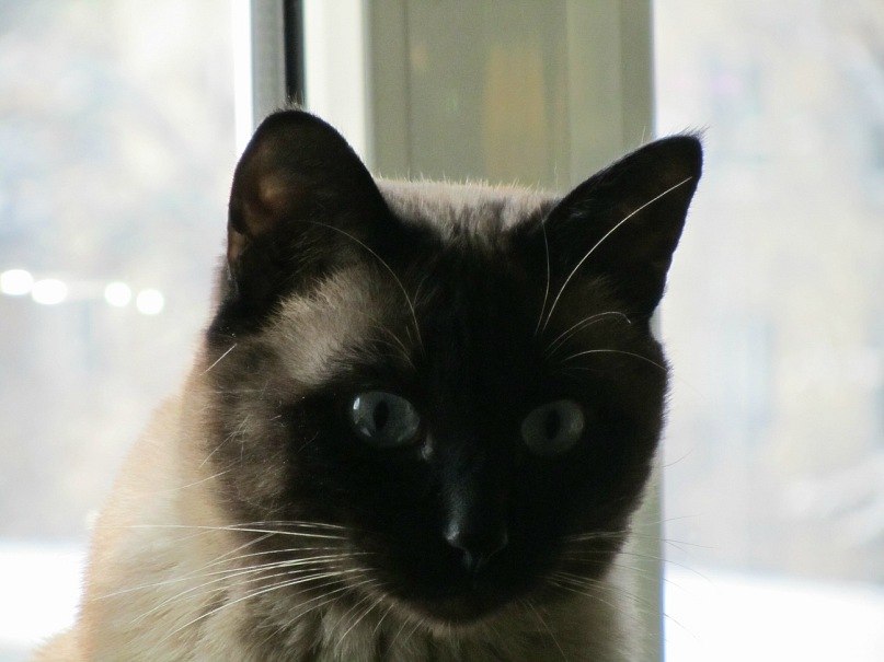 Баур Ермекбаев | Алматы