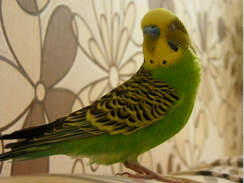 Андрей Кастоп | Одесса