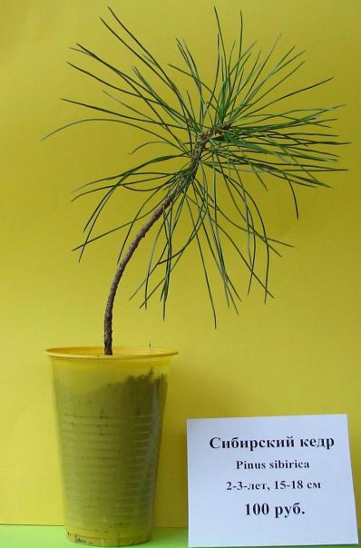 Лев Борисович фото со стены #1