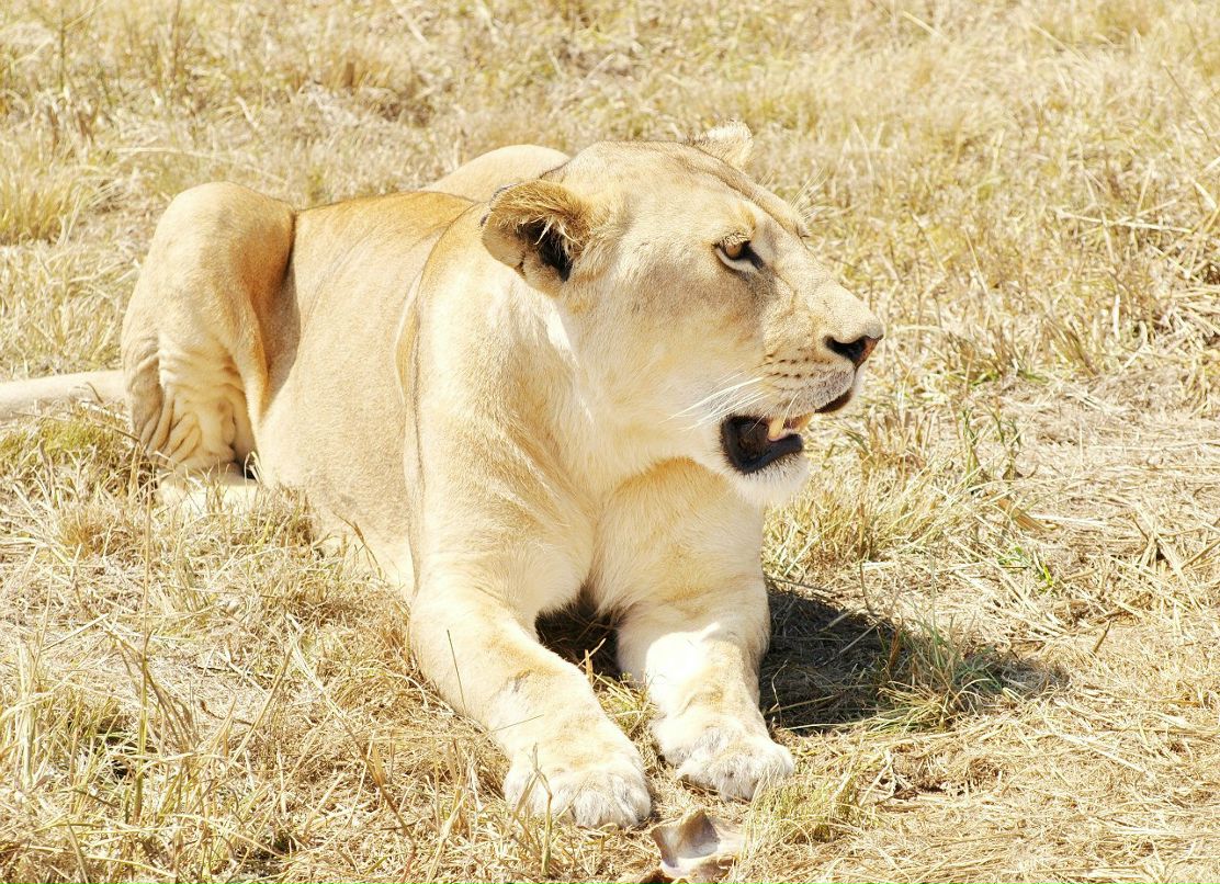 Игорь Хасапов | Vanderbijlpark