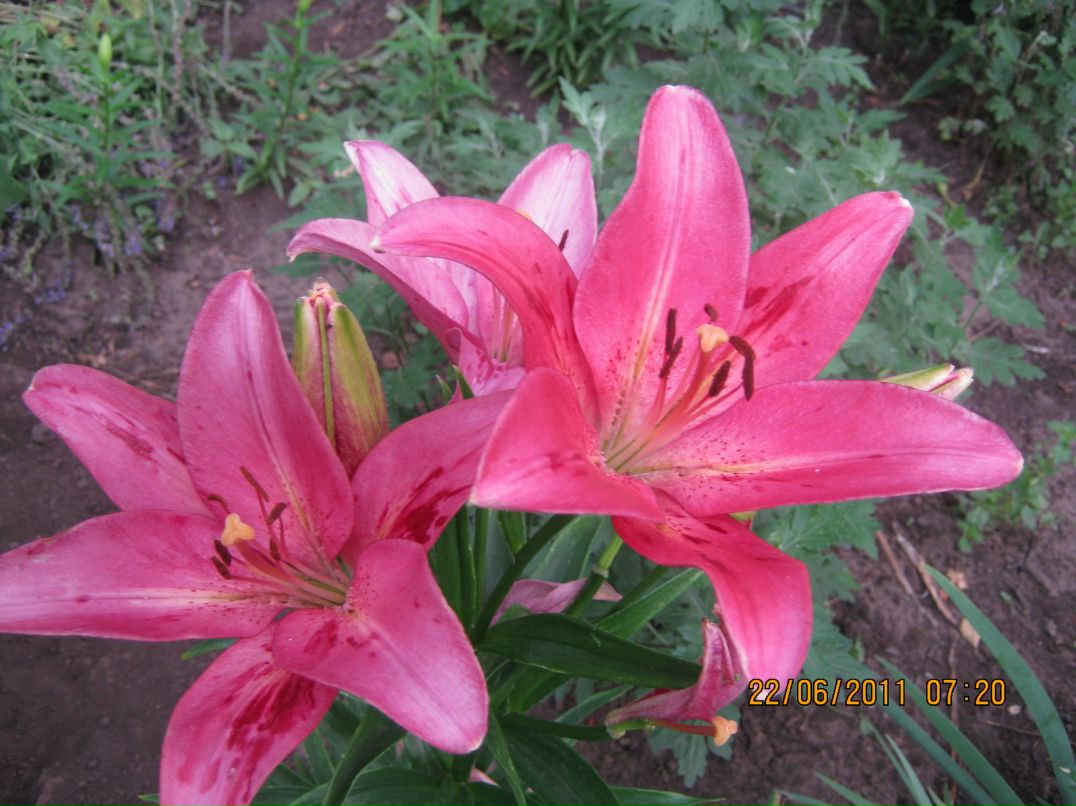 Юрий Волков | Брест