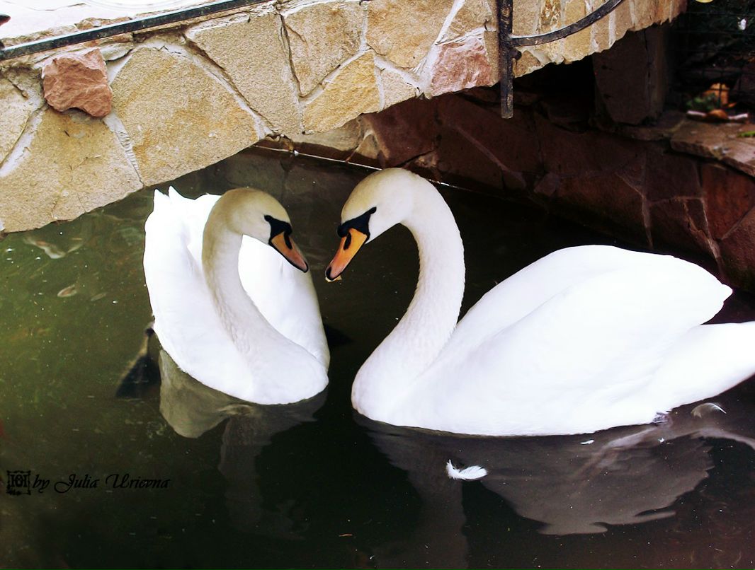 Юлия Юрьевна ˜”*°•ВрЕдИнА•°*”˜ | Carrick-on-Shannon