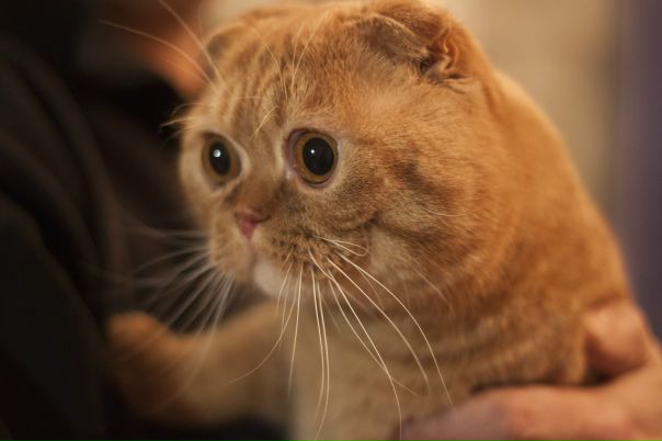 №84, Мария Иванова, 31 год, Красноярск №84, Мария Иванова, 31 год, Красноярск