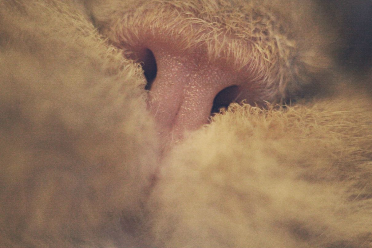 Александр Рязанов | Киев