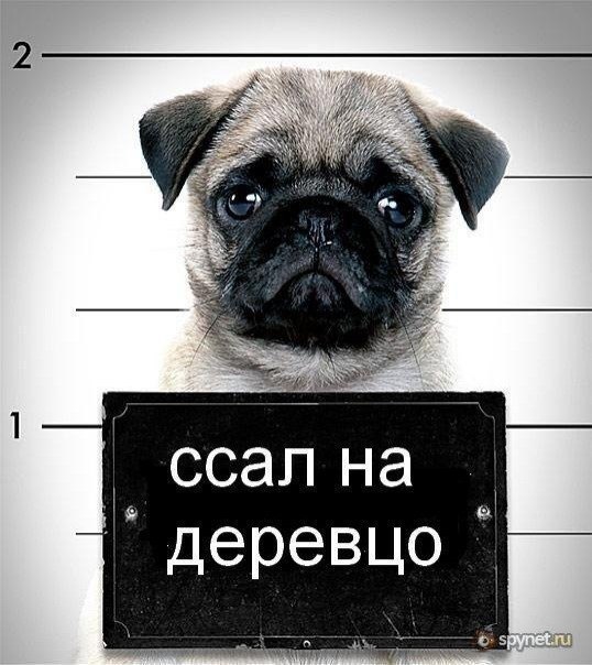 Юра Анисимов | Коростень