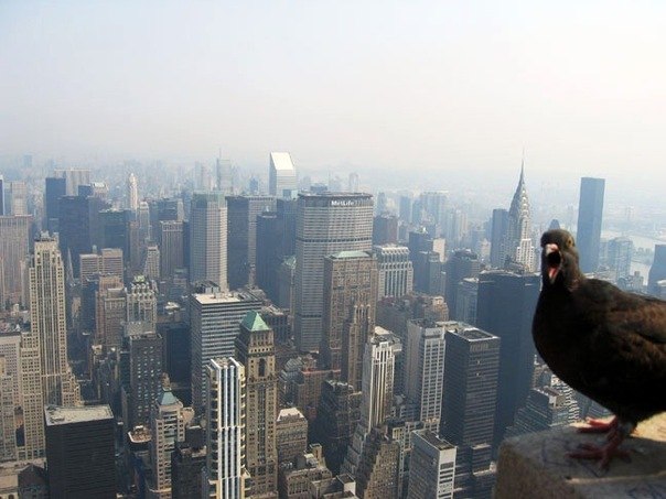 Григорий Бублейник | 