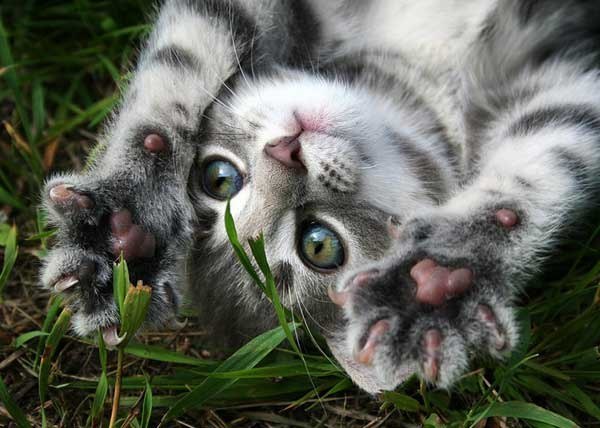 Виктория Михайлова | Санкт-Петербург