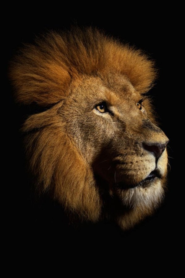 Эдвард Леонтьев | Чебоксары