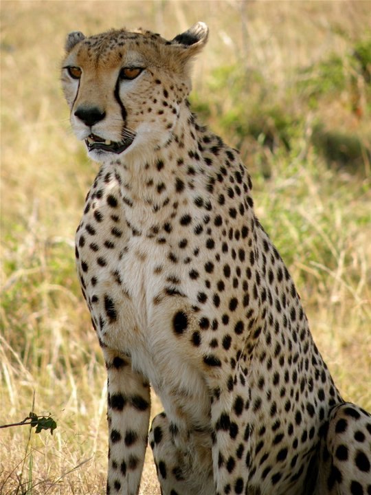 Nina Agarkova-Cakar | Antalya