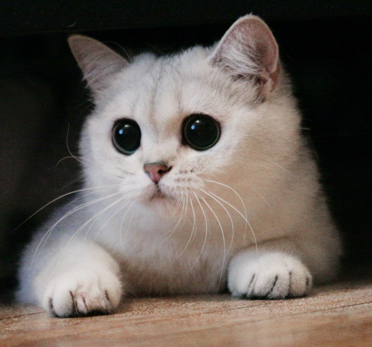 Константин Шлёмин | Петрозаводск