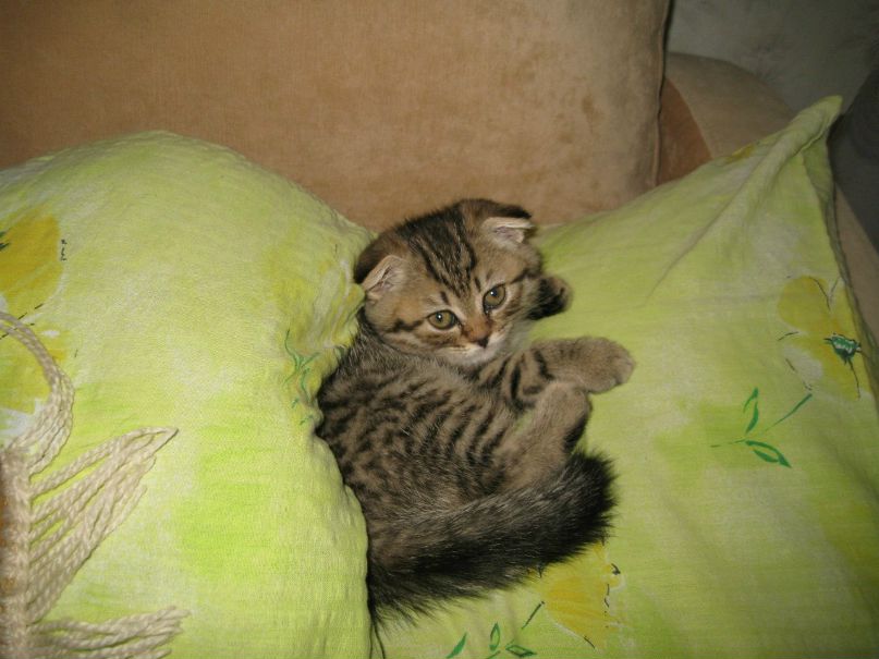 Полина Коломоец | Запорожье