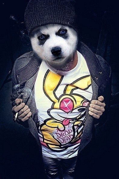 №1, Эльшан Пристинский, Лозовая №1, Эльшан Пристинский, Лозовая