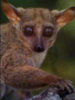 Максим Леонтьев | Чебоксары