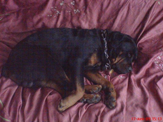 Максим Шульга | Запорожье