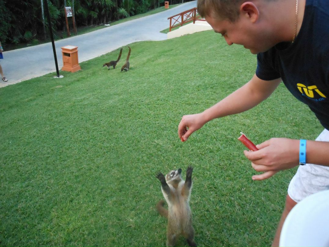 Тарас Пігура | Chicago