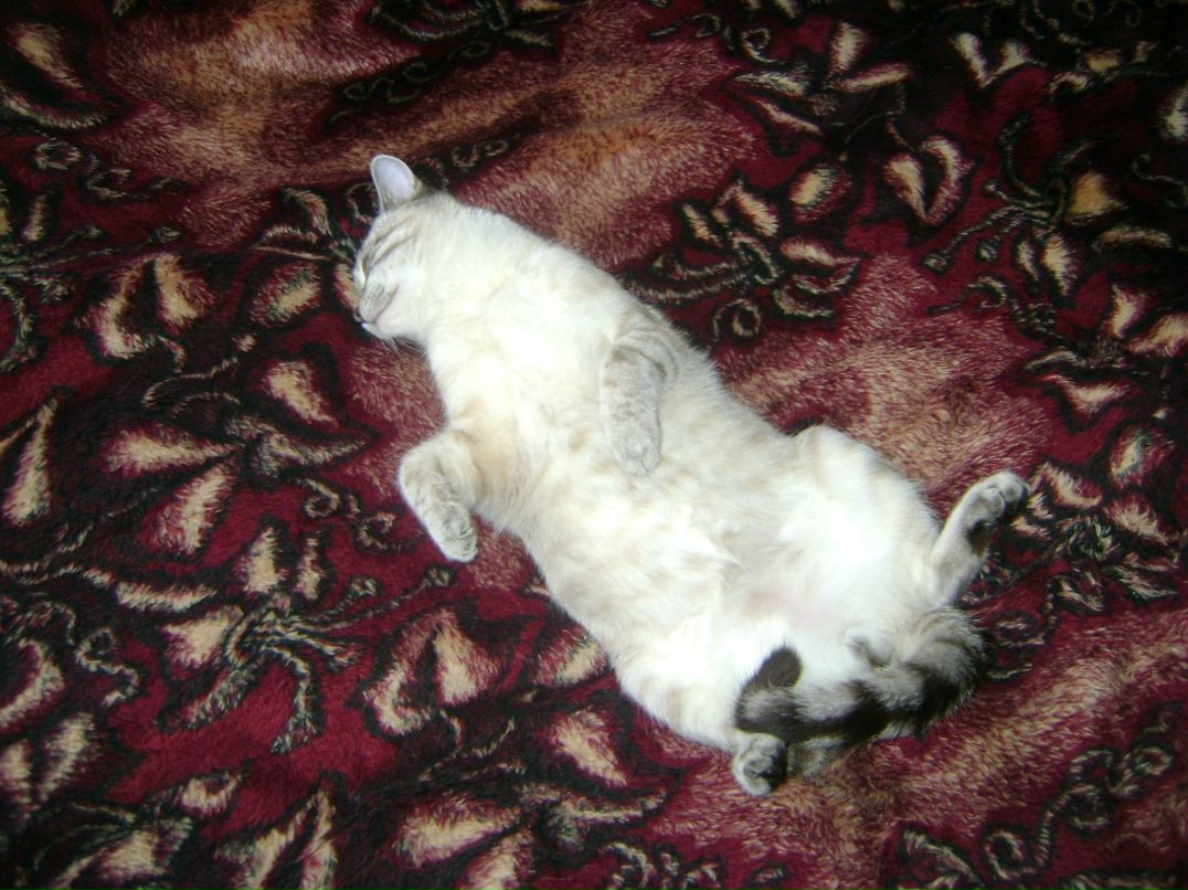 Светлана Григорьева | Санкт-Петербург