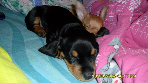 №11, Олеся Семакова, Северодвинск №11, Олеся Семакова, Северодвинск