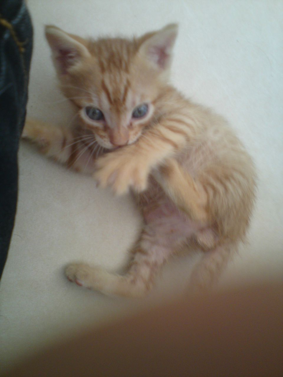 Александр Романович | Нетания