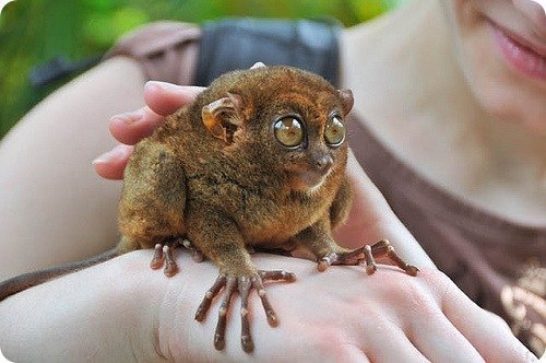 Ирина Богатикова | Москва