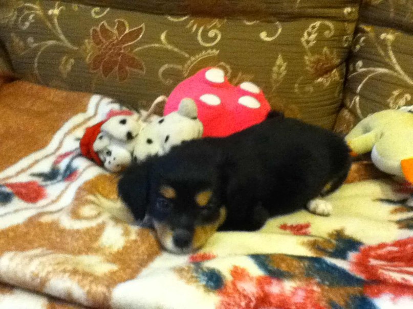 Светлана Иванова | Псков