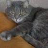Аватар: Барсик Котовски