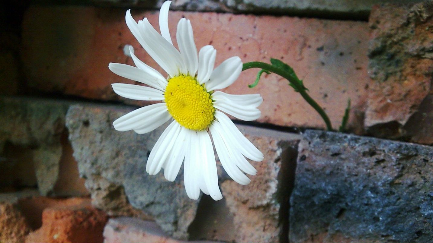 Виктория Дубина | 