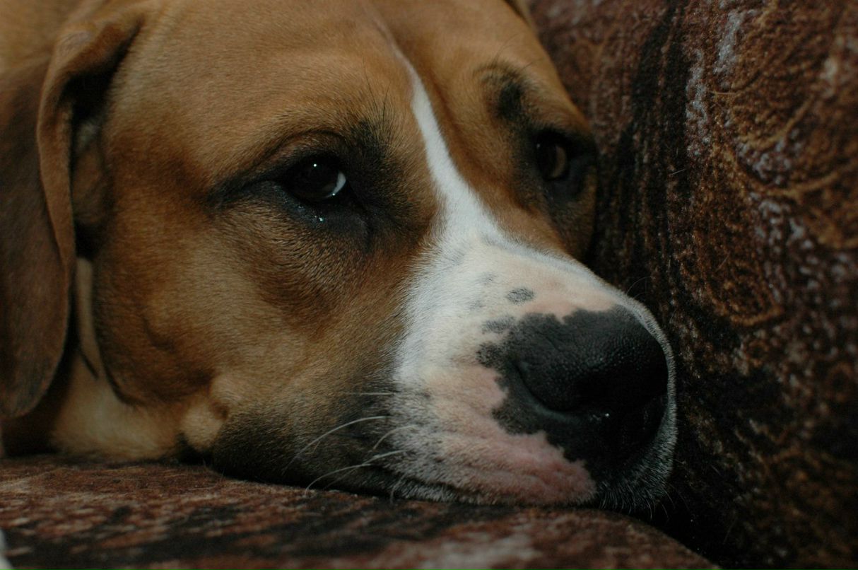 Света Шустикова | Йошкар-Ола