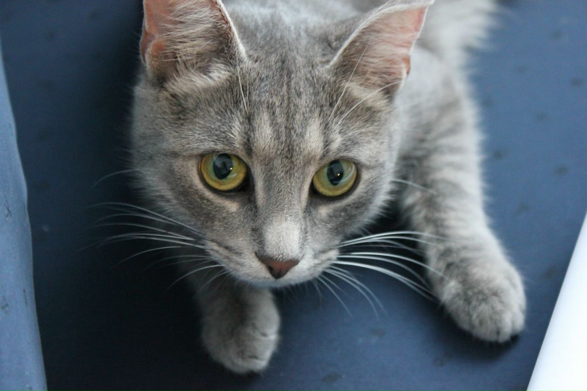 Валерия Янковская | Костомукша