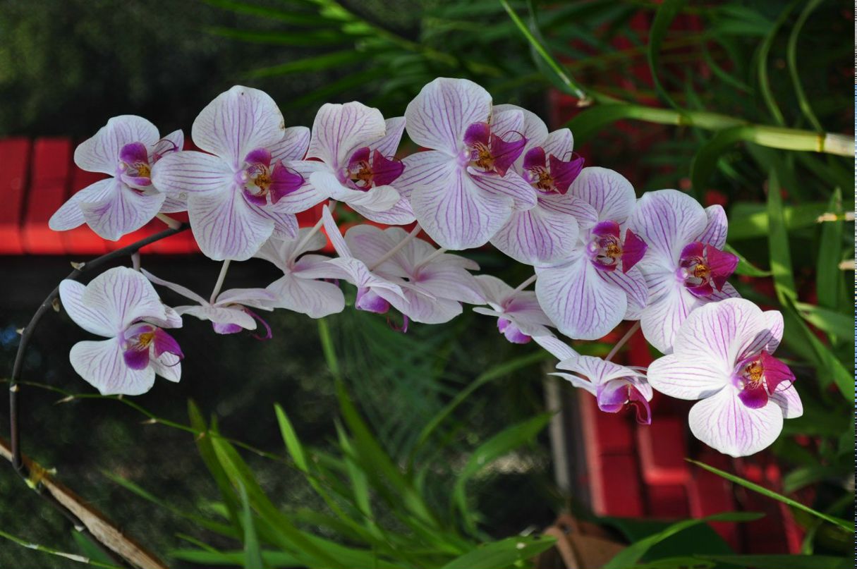 Владимир Теличко | 