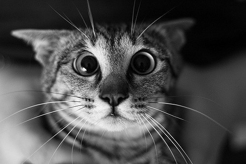 Ира Астахова | Москва