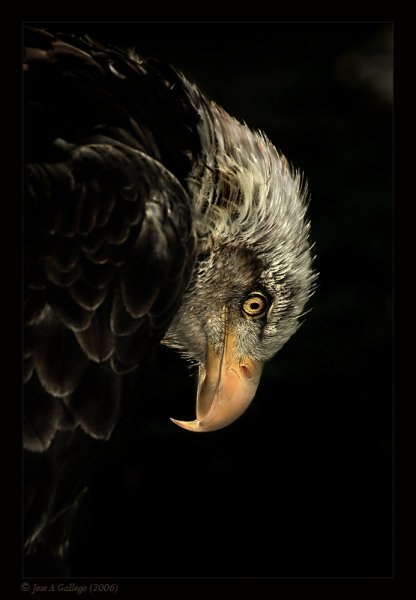 Наташа Кизима | 