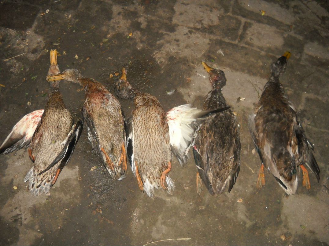 Владимир Гусев | Киев