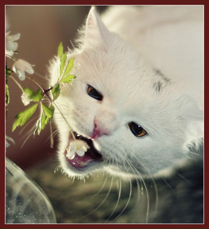 Юленька Солдатенко | Киев