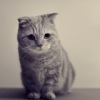 Аватар: Манюня Темнова