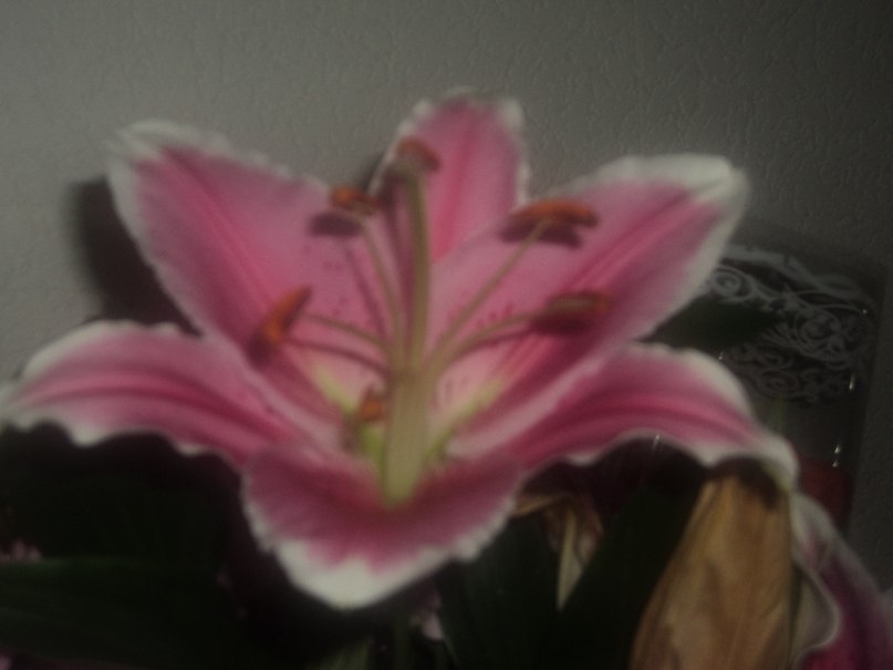 Виктория Болтнева | Кемерово