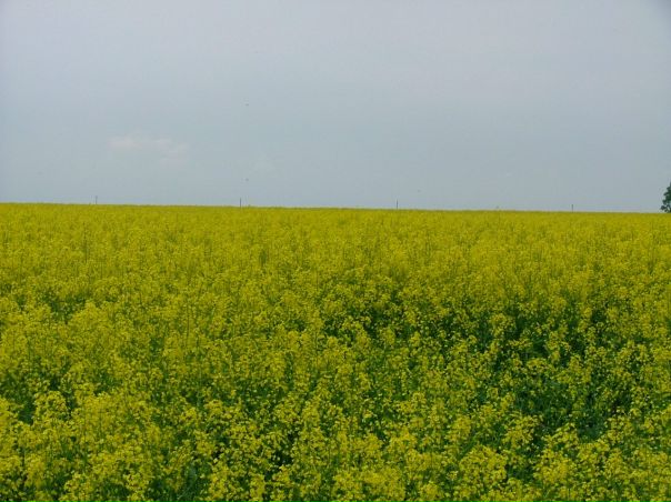 №92, Наталья Синика №92, Наталья Синика