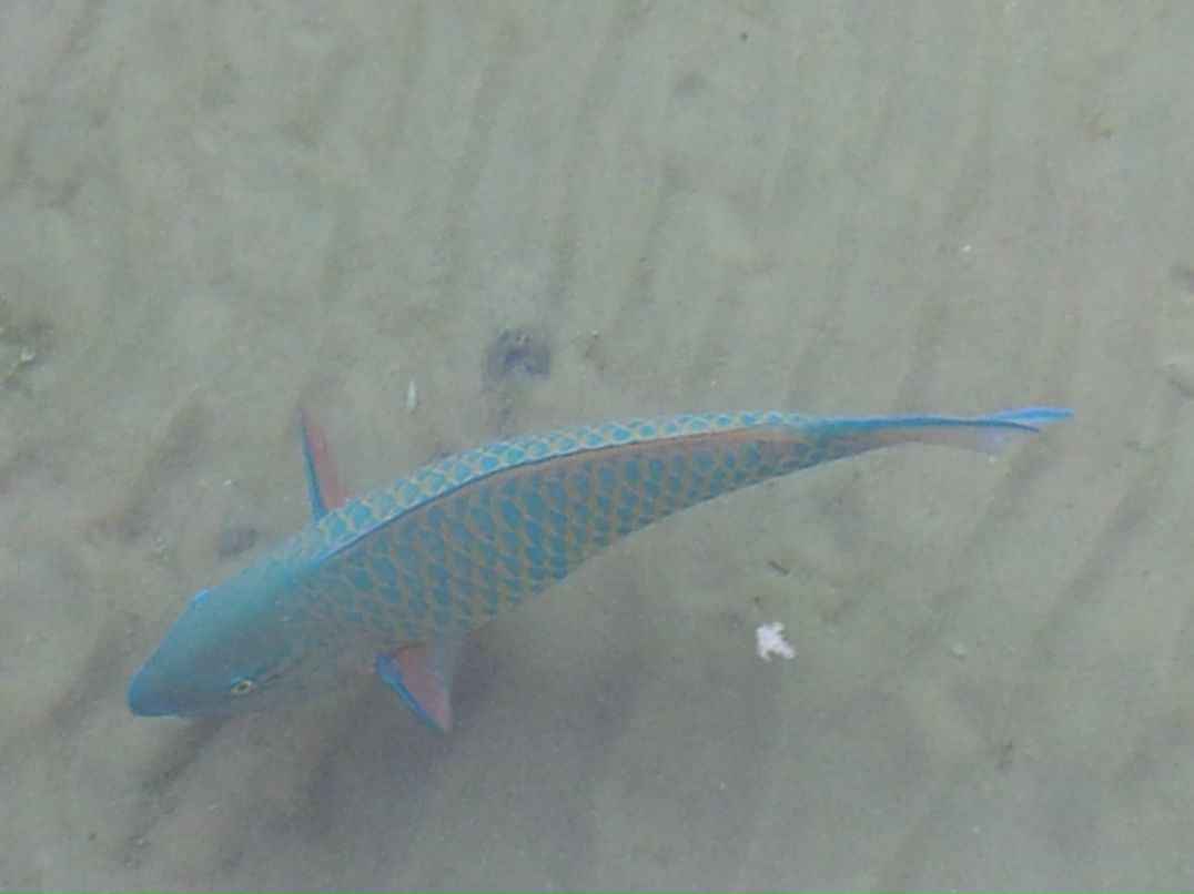 Павел Петрашкевич | Владимир